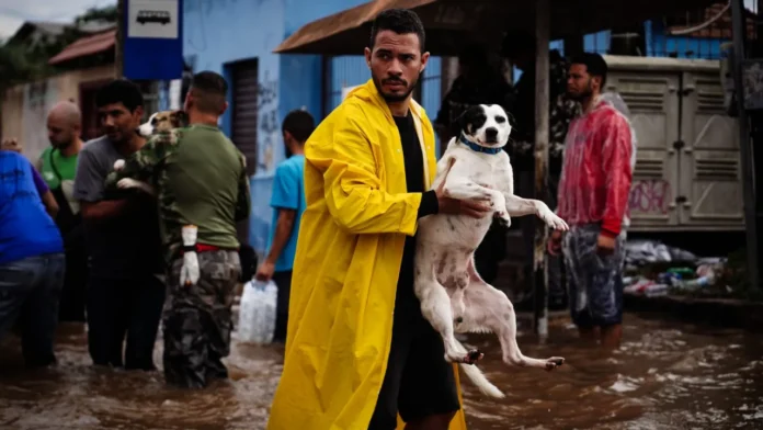 Farmacêutica doa R$ 600 mil em medicamentos para cães, gatos e equinos