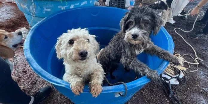 Perfis nas redes sociais auxiliam no reencontro de animais perdidos no RS