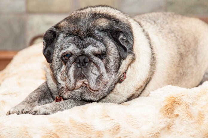 7 hábitos que podem tornar o cachorro obeso