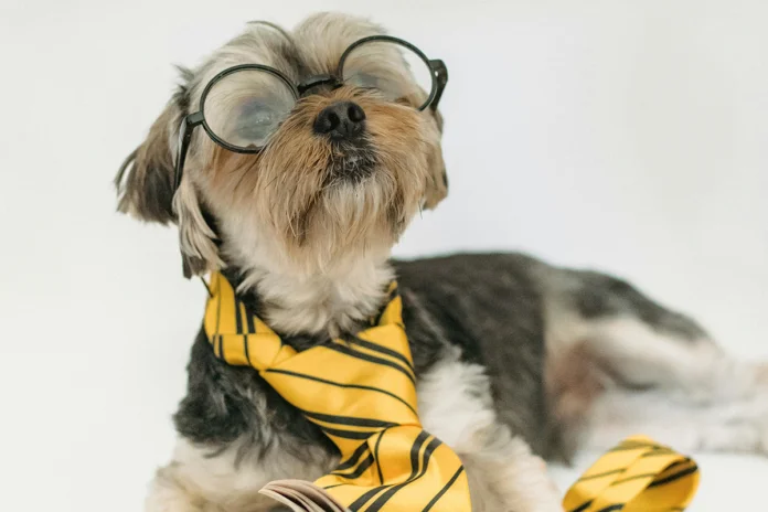 100 nomes para cachorros inspirados em comida