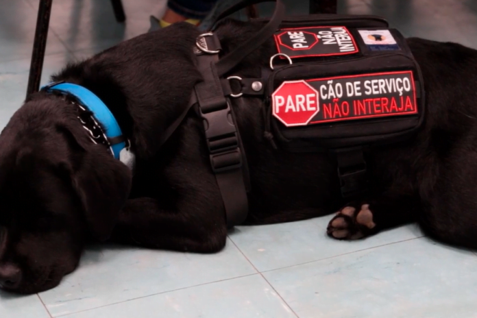 Universitária com transtorno do espectro autista treina o próprio cão de assistência