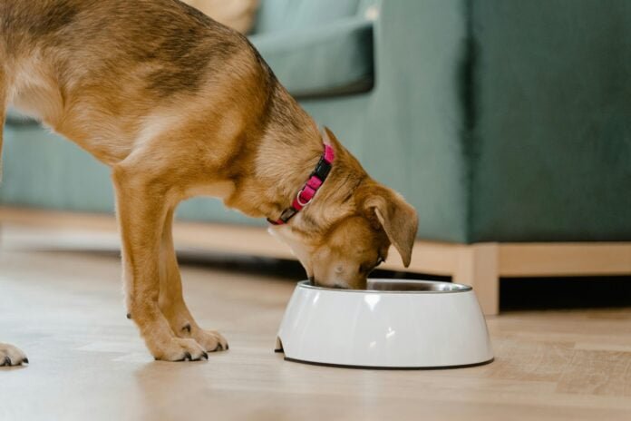 Quantas vezes ao dia você deve dar comida ao seu pet?