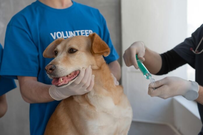 Você sabe como identificar a dor em pets?