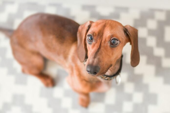 8 raças de cachorro que costumam ser teimosas