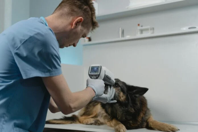 Pets são mais propensos a doenças respiratórias no outono e inverno?