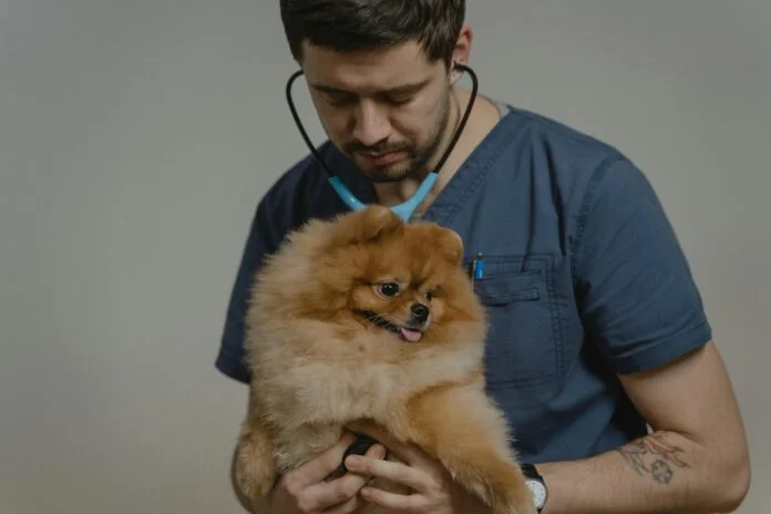 Doença renal em pets: o que é preciso saber?