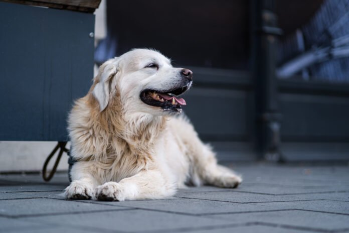 Encontro Pet no Galleria Shopping celebra o amor incondicional dos Golden Retrievers