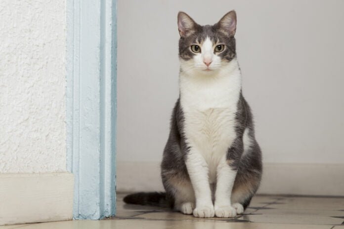 Saiba como proteger o seu gato de doenças renais