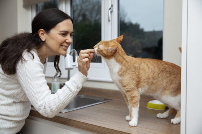 Cannabis Medicinal: Profissional aborda avanços na regulamentação e tratamentos para cães e gatos