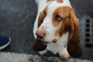 Cachorro da raça Basset