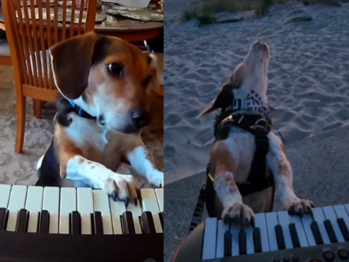 O cãozinho Beagle que encantou a internet com suas habilidades musicais