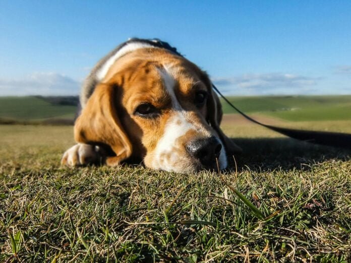 Veja alguns cuidados essenciais para lidar com traumas emocionais em animais de estimação