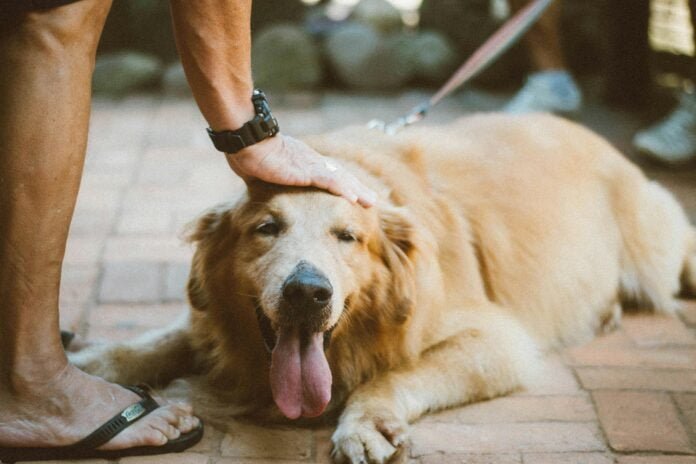 Rio tem hoje mais de 120 cães de suporte emocional certificados