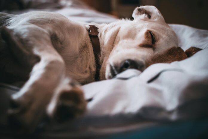 Câncer em pets: Cuidados paliativos podem preservar o bem-estar do animal