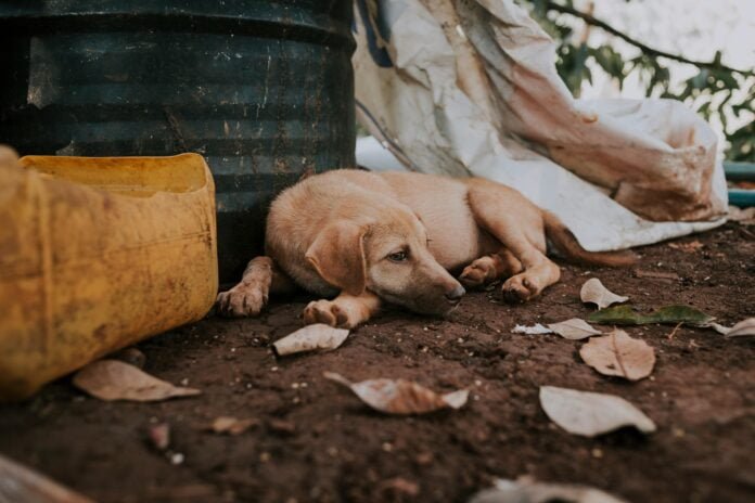 Abandono: um foco na proteção animal e na lei