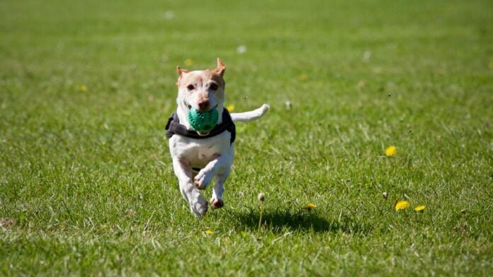 8 manias curiosas e interessantes dos cachorros