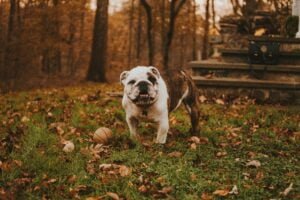 Cachorro da raça Bulldog 