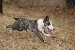 Bull Terrier Cachorro