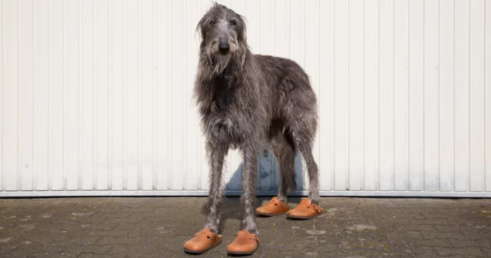 Cachorros podem usar sapatos? Veterinários esclarecem