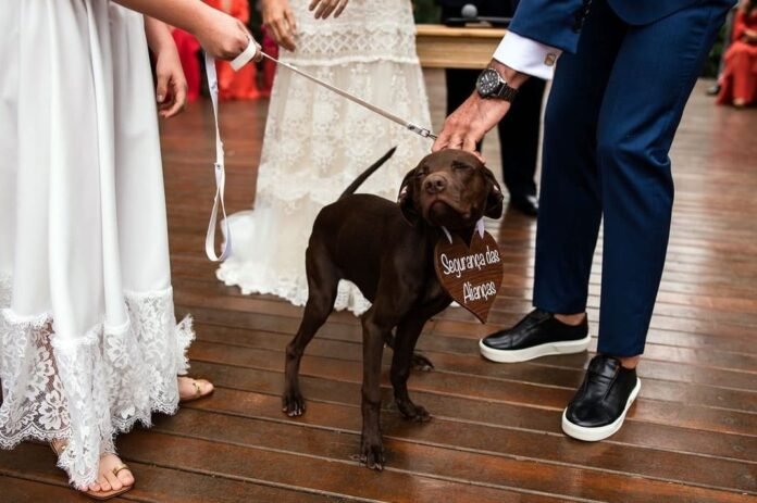 Pets em casamento: momento inesquecível, mas com muitos cuidados