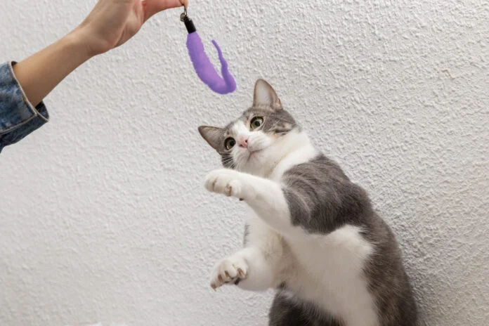 7 brincadeiras divertidas e seguras para pets idosos