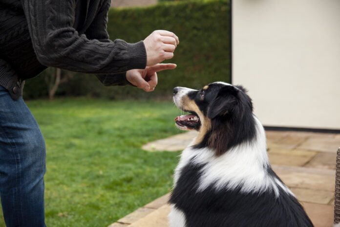 6 comandos básicos para ensinar ao seu cachorro