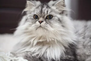 Siberiano Cat