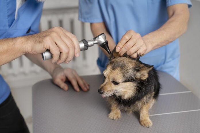 Casos frequentes de leishmaniose visceral (LV) reforçam necessidade de prevenção nos cães