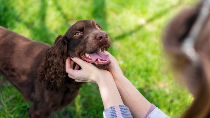 3 animais que conseguem detectar doenças em humanos
