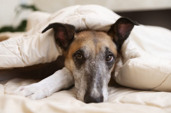 5 dicas para tratar e evitar doenças cardíacas em animais de estimação