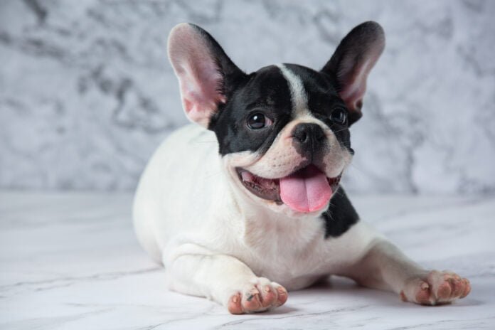 Conheça quatro características da raça buldogue francês