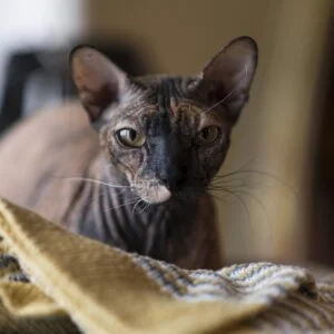 Cornish rex