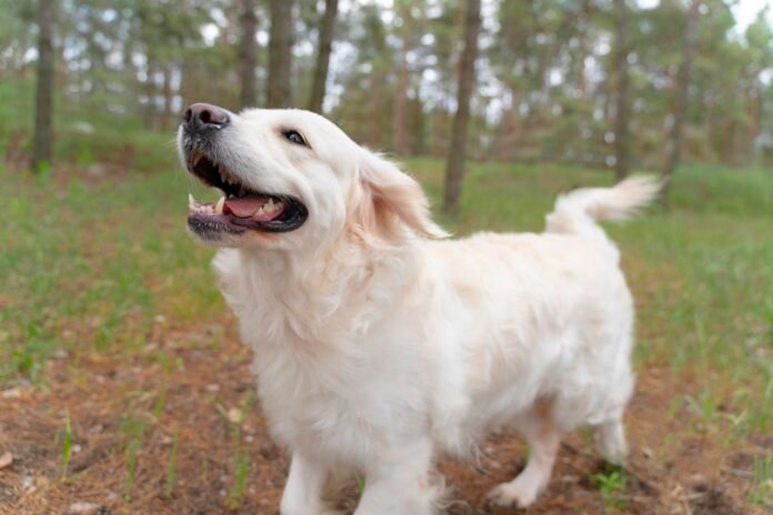 As 11 melhores raças de cães para criança com autismo