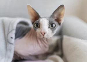 Sphynx