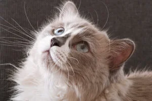 Maine Coon