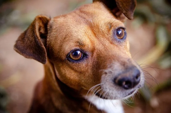 O que significa cachorro uivando?