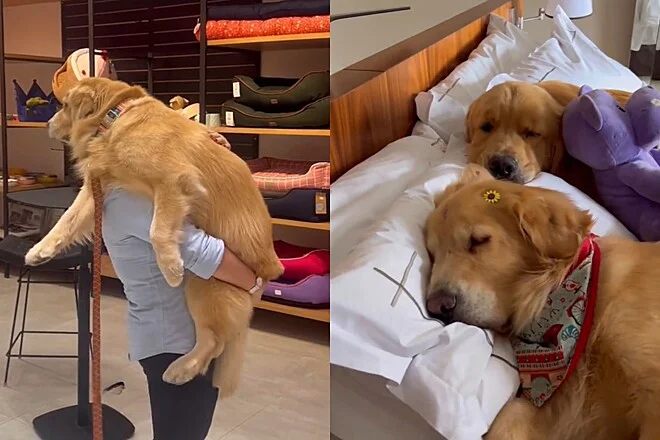 Saiba quem são os cães da geração nem-nem e veja como identificar se o seu pet é um