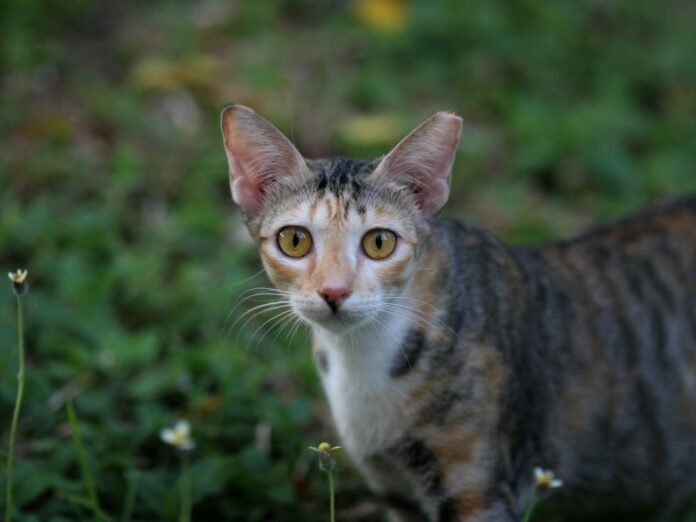 Raças de gato que crescem pouco: Conheça!