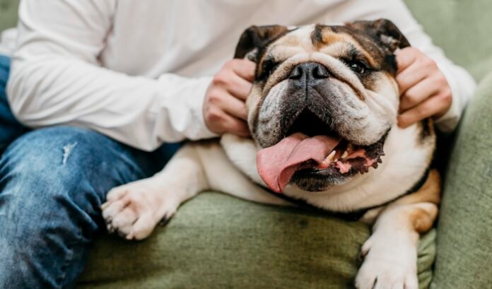 Saiba como identificar se seu cachorro está estressado e o que fazer para ajudá-lo