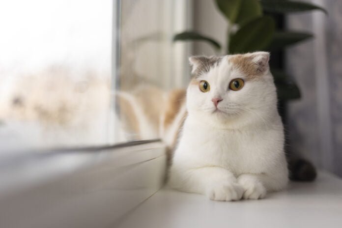 Special Cat lança campanha para celebrar o Dia do Gato