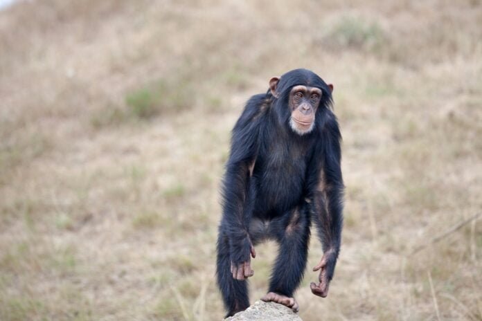 Primatas vão ganhar atividades especiais para marcar o dia deles no Bioparque Zoo Pomerode