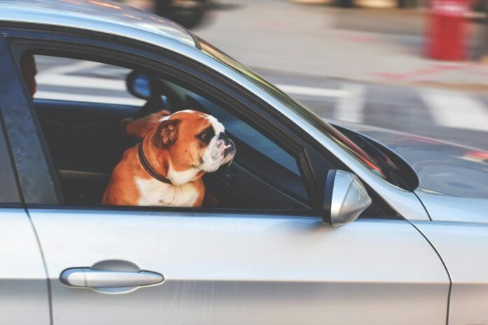 O seu pet é do tipo que enjoa (e vomita) ao viajar de carro?