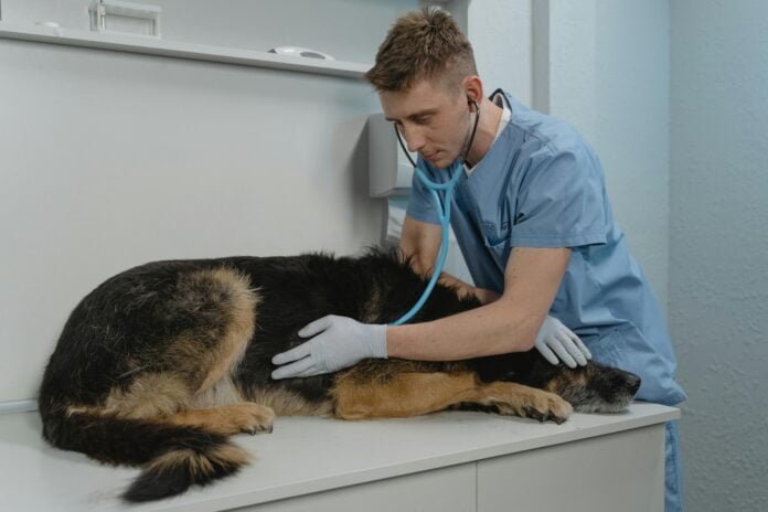 Qualittas abre inscrições para o Vestibular de Medicina Veterinária com bolsa de 60%