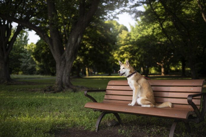 Agosto: mês de cachorro louco?