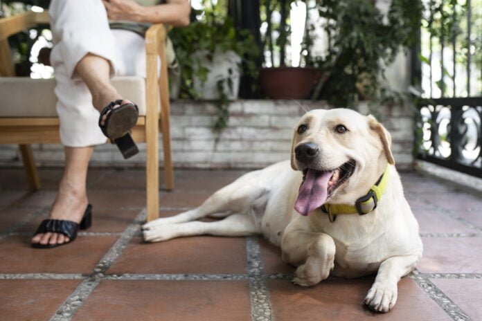 Mudar a vida de cães e pessoas é o objetivo do Instituto Adimax