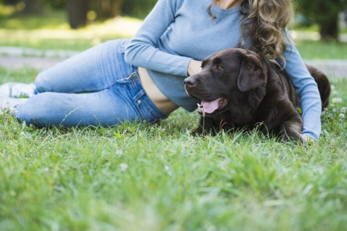 Seu pet está comendo grama? Veterinária explica esse comportamento