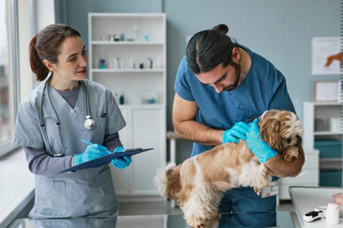 Hérnia de disco pode afetar cães e gatos e exige cuidados