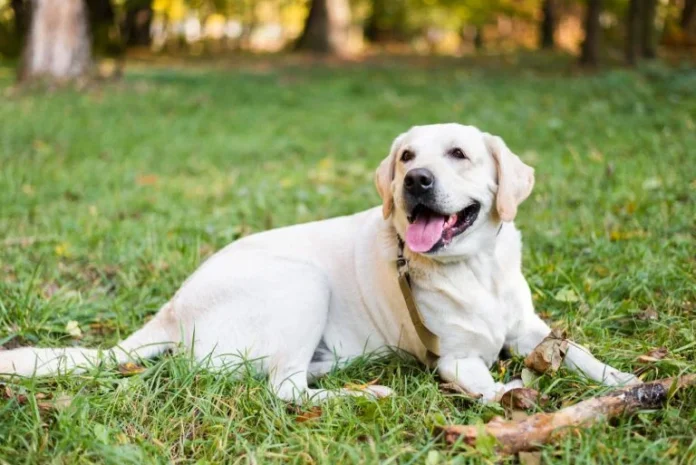 Cão de alerta salva vida de criança com diabetes e impressiona especialistas