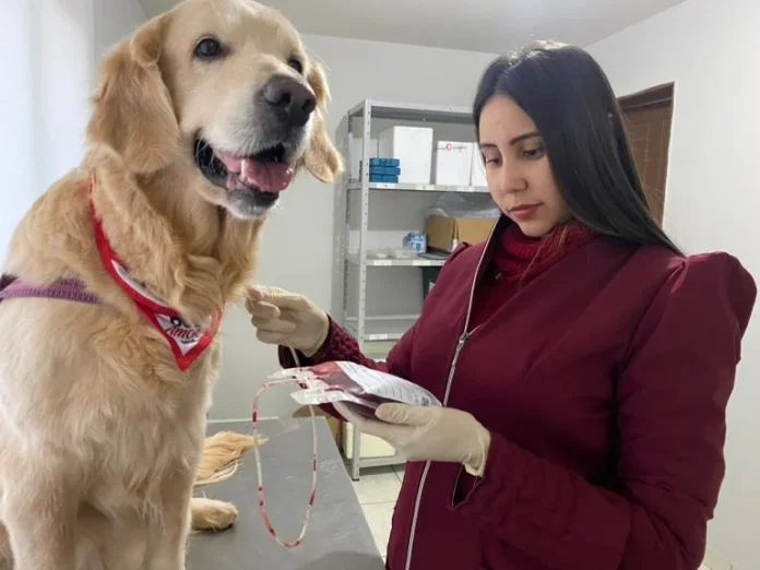 Doação de sangue pet se apresenta como alternativa vital para salvar cães e gatos