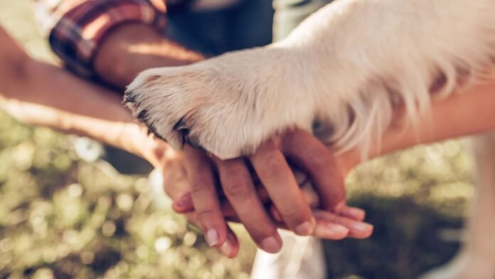 Guarda compartilhada de pets ganha espaço em disputas de casais separados